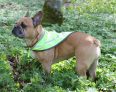 Insect Shield® reflexscarf hund (Storlek: Small)